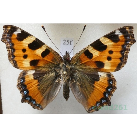 Aglais urticae (Linnaeus, 1758) Rusałka pokrzywnik Czech25f